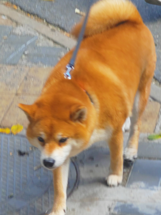 开眼了！这些动物寿命都比人类长：乌龟都比不了