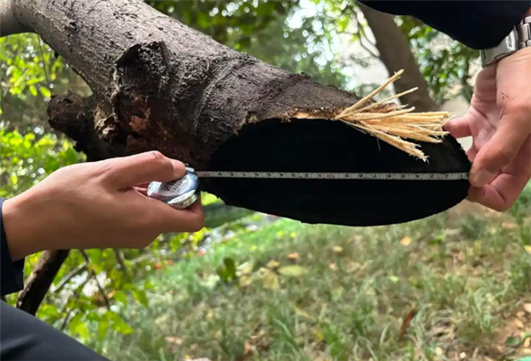 成都造机器狗“削树如泥”：搭载激光炮